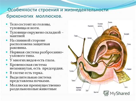 Появление термина "брюхоногие"