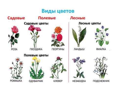 Правила выбора сочных растений и цветов