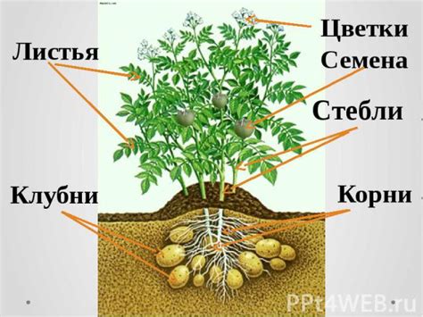 Правила добычи и использования зарытого картофеля