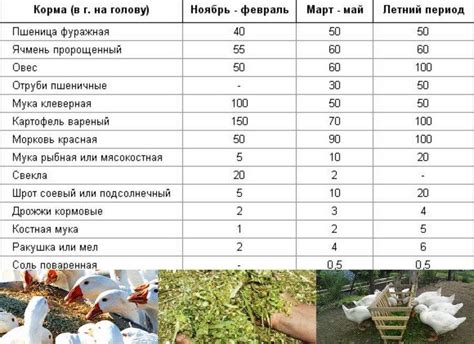 Правила кормления гусей зерновыми культурами