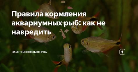 Правила кормления морских рыб хлебом: секреты успеха