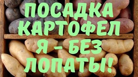 Правила митя картофеля