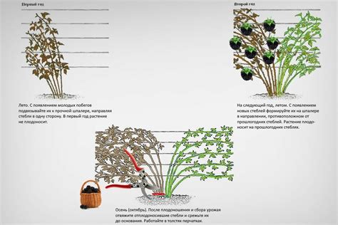 Правила обрезки ежевики: здоровое развитие растения