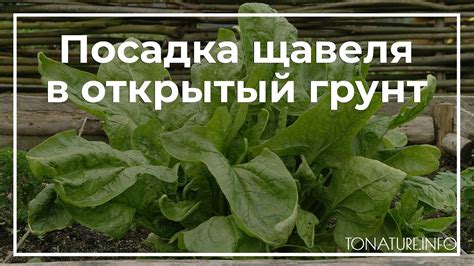 Правила обрезки щавеля