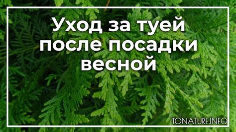 Правила посадки и ухода за туями