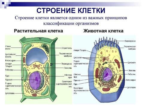 Правила создания клетки