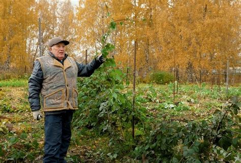 Правила укрытия ежевики: максимальная защита от холода