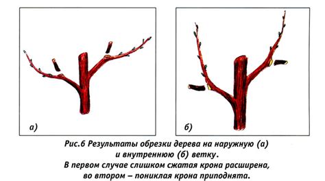 Правило №1: Оптимальный срок обрезки истекших цветов