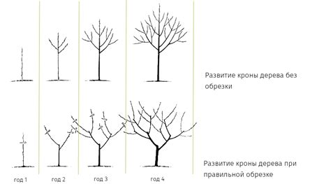 Правило 2: Правильная обрезка веток