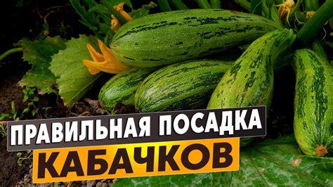 Правильная посадка кабачков после чеснока: советы и рекомендации