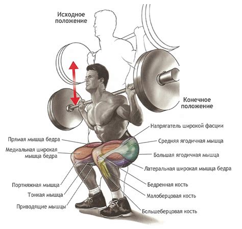 Правильная техника выполнения упражнений с штангой