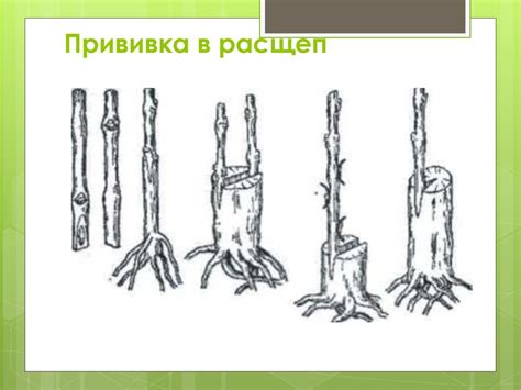 Правильная техника посадки рябины