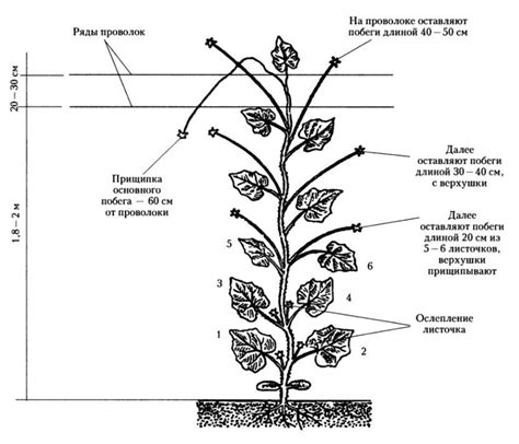 Правильное обрезание и формирование растения