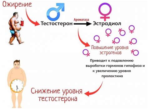 Правильное питание для стимуляции выработки мужских гормонов у женщин