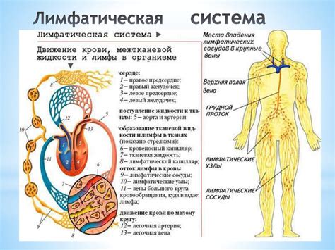 Правильное питание и лимфатическая система