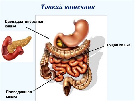 Правильное пищеварение и обмен веществ