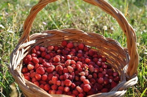 Правильное собирание ягод бохберри