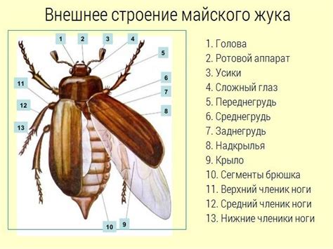 Правильный выбор питания для майского жука