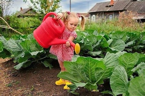 Правильный полив и влажность для кодиума