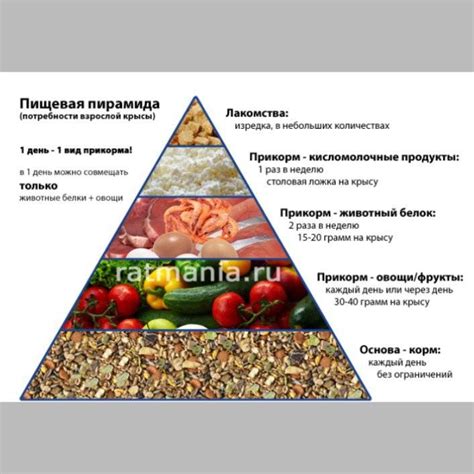 Правильный рацион для питомцев