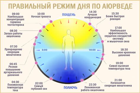 Правильный режим питания и сна: