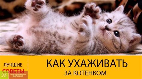 Правильный уход за двухнедельным котенком