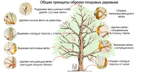 Правовые основы обрезки деревьев на частной территории