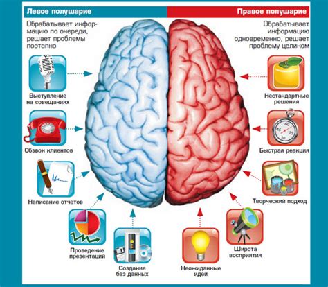 Правое полушарие мозга - его роль и последствия