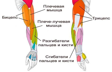 Практика и тренировка руки