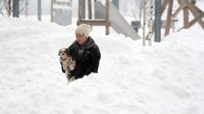 Практические аспекты отказа от домашних животных