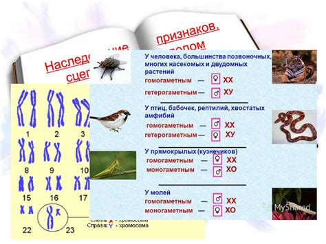 Практическое применение знаний о половинках