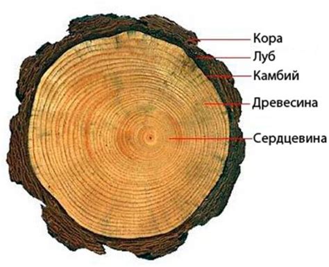 Практическое применение паспорта дерева дуба в учебном процессе