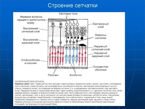 Превращение световых сигналов в нервные