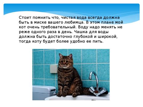 Предложите коту пить воду