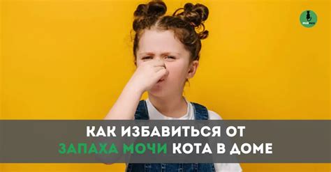 Предотвращение запаха мочи от кота