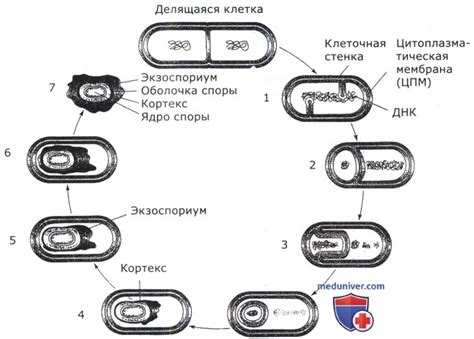 Предотвращение образования бактерий