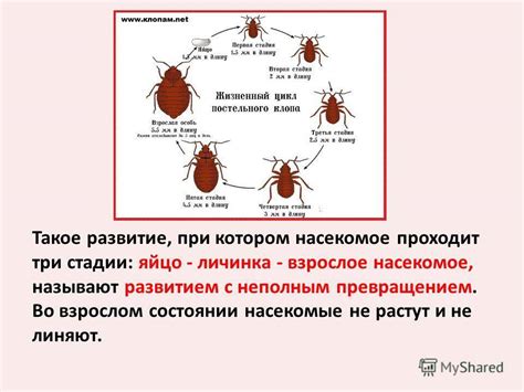 Предотвращение повторного появления жука