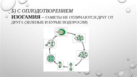 Предотвращение размножения водорослей и микроорганизмов