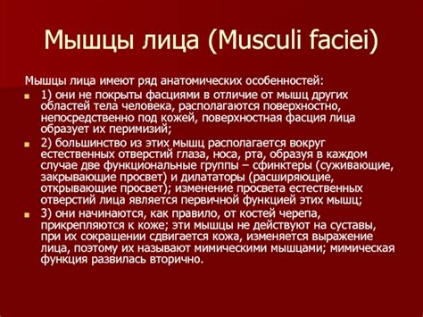 Представление анатомических особенностей мужского лица