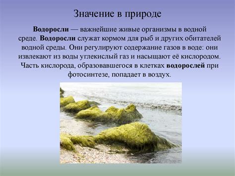 Предупреждение возникновения водорослей и тины