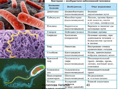 Предупреждение инфекций и бактерий