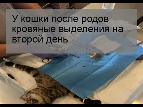 Предупреждение кровотечения у кошки после родов