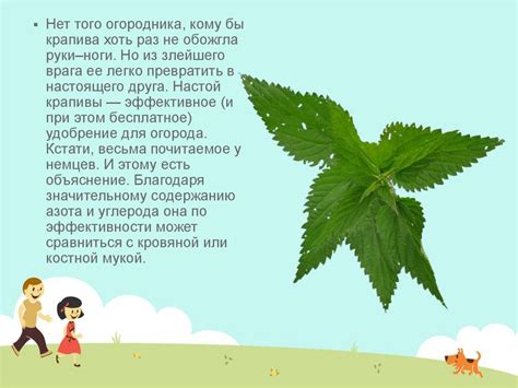 Презентация крапивы для детей