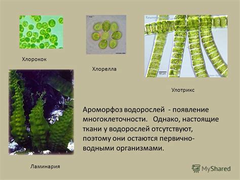 Преимущества безполового спаривания у водорослей