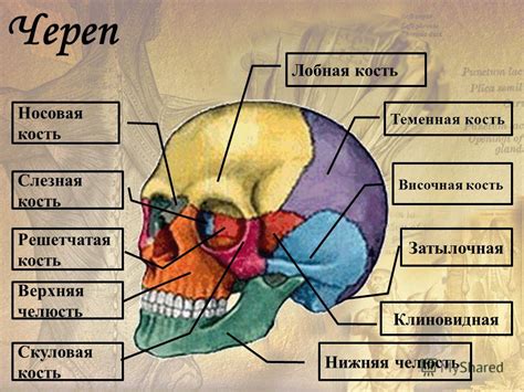 Преимущества голой головы у женщин