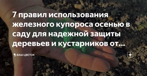 Преимущества использования железного купороса