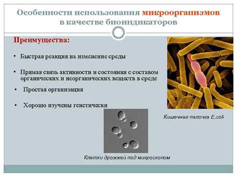 Преимущества использования моллюсков-биоиндикаторов