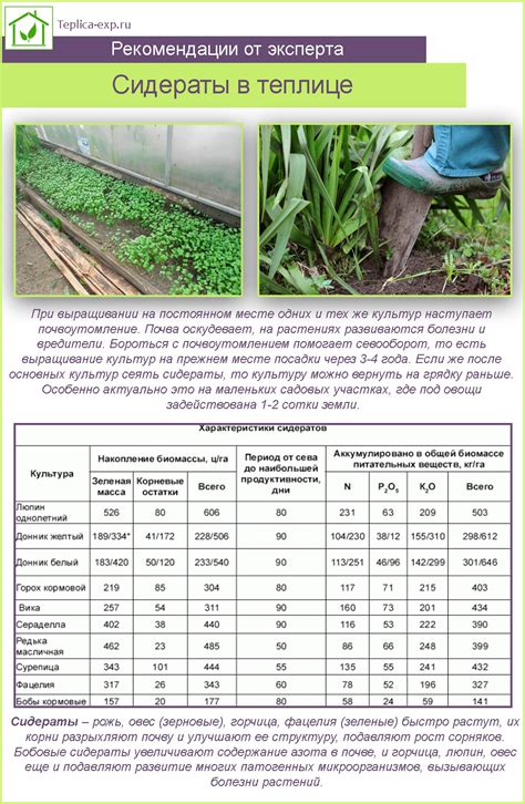 Преимущества использования сидератов в теплице