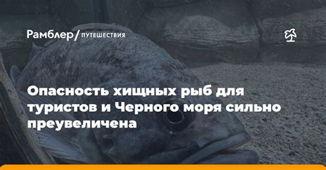 Преимущества и недостатки использования хищных рыб для контроля водорослей