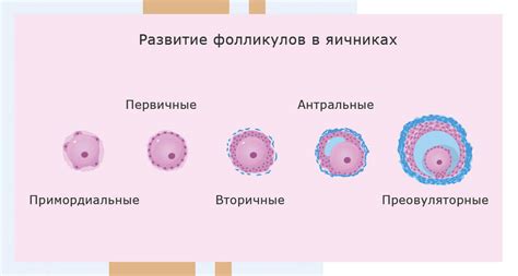 Преимущества и ограничения соувла фолликула 30 мм